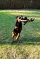 Akita von der Moscono Ranch