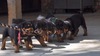 Puppies