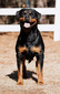 Dakota von Prachtig (Kotta)